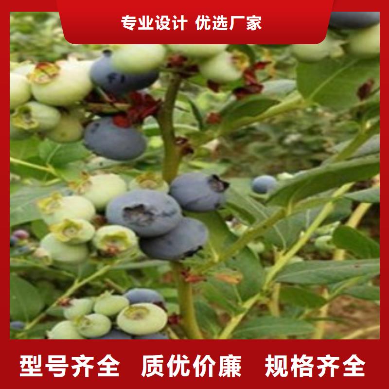 蓝莓苗远销海外畅销当地