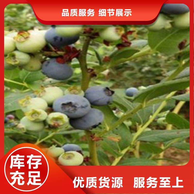 重信譽藍莓苗供貨商實力大廠家