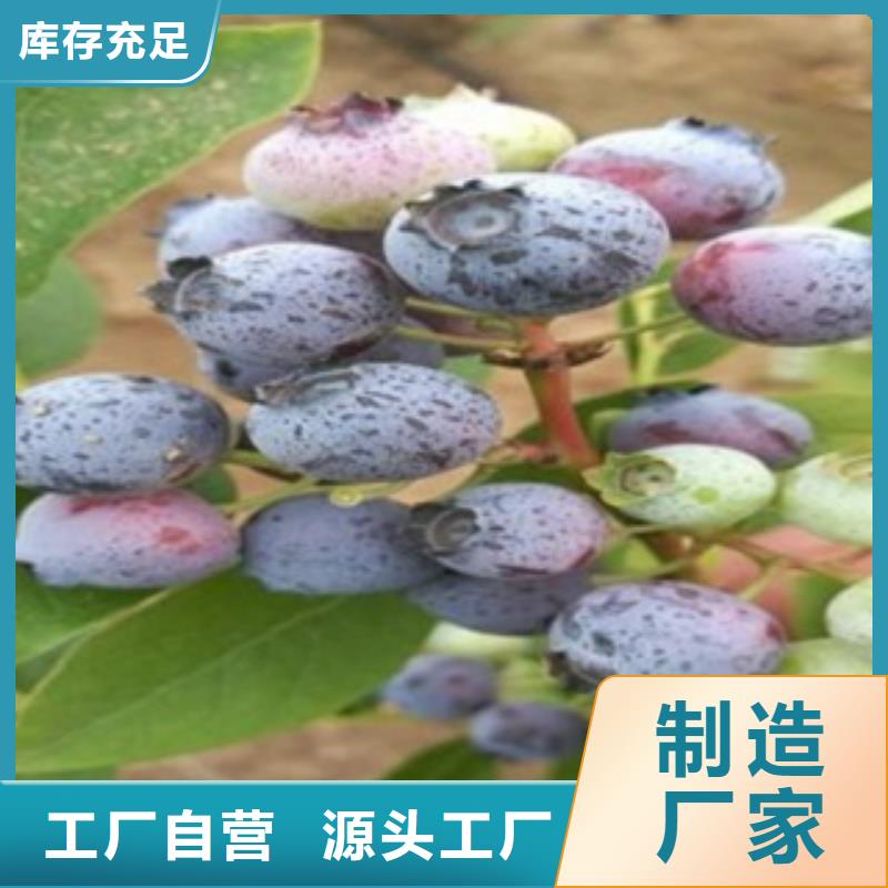 蓝莓苗品牌优质工艺
