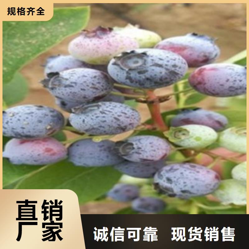 蓝莓苗参数详情