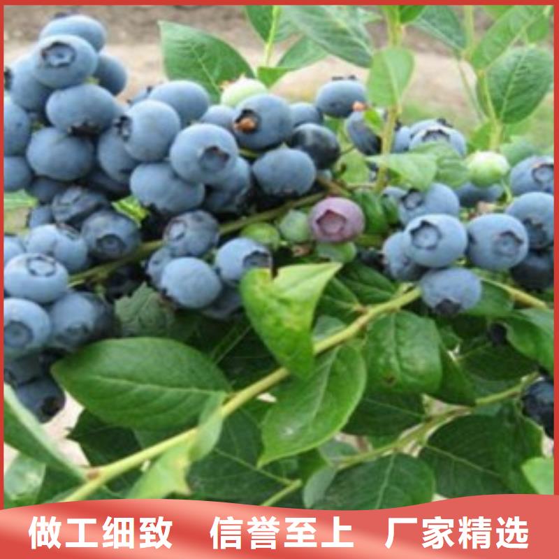 蓝莓苗质量好发货快