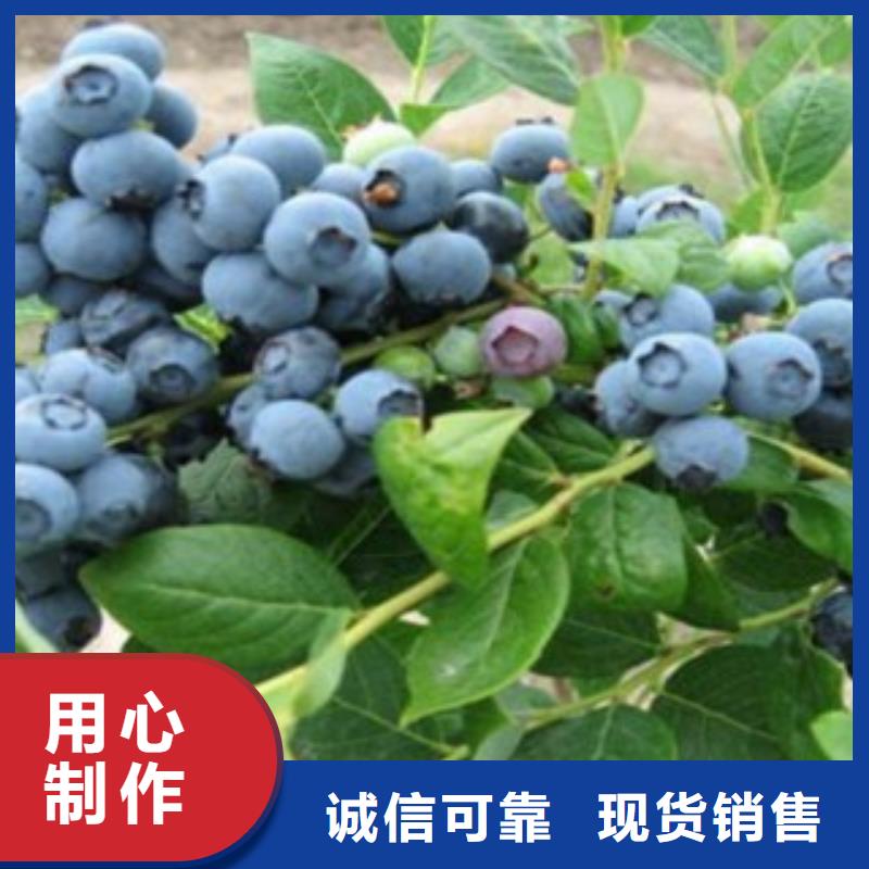 蓝莓苗直销厂家