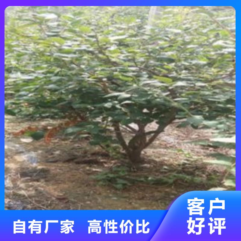 蓝莓苗量大价优