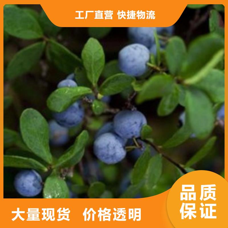 蓝莓苗优选好货