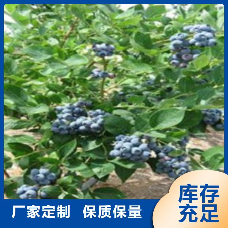蓝莓苗量大价优