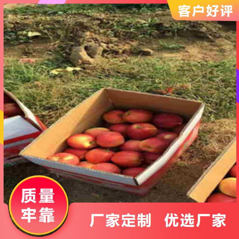 優(yōu)質蘋果苗廠家
