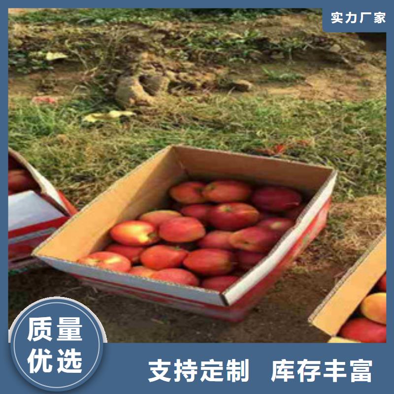 【图】苹果苗厂家
