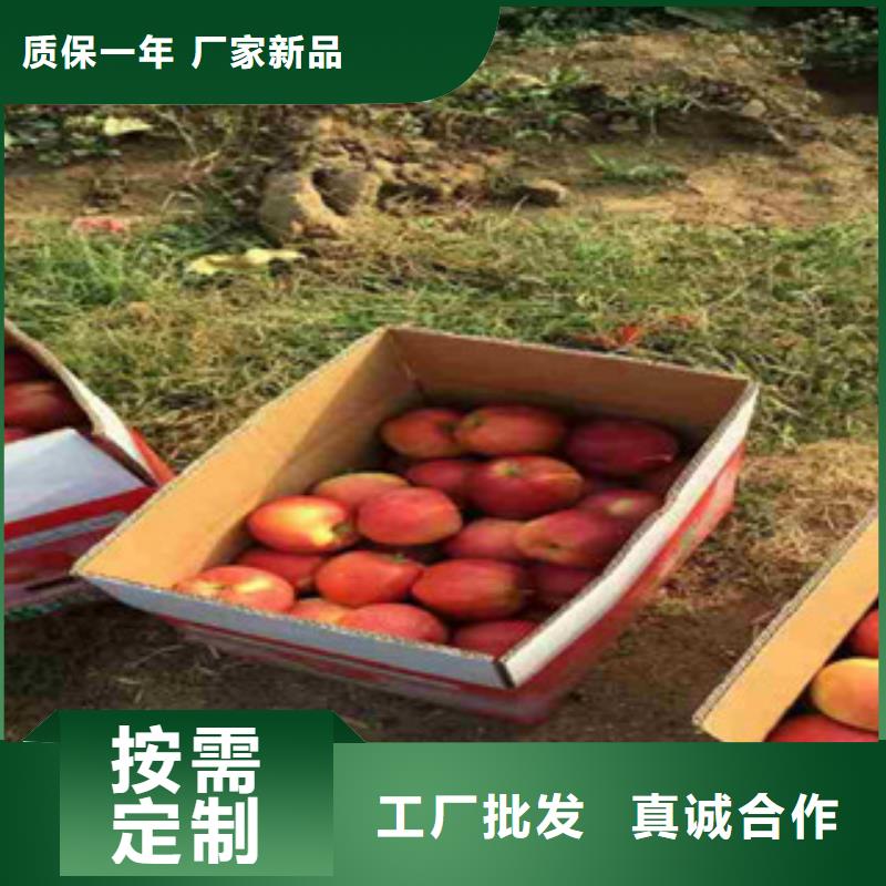 #苹果苗#厂家