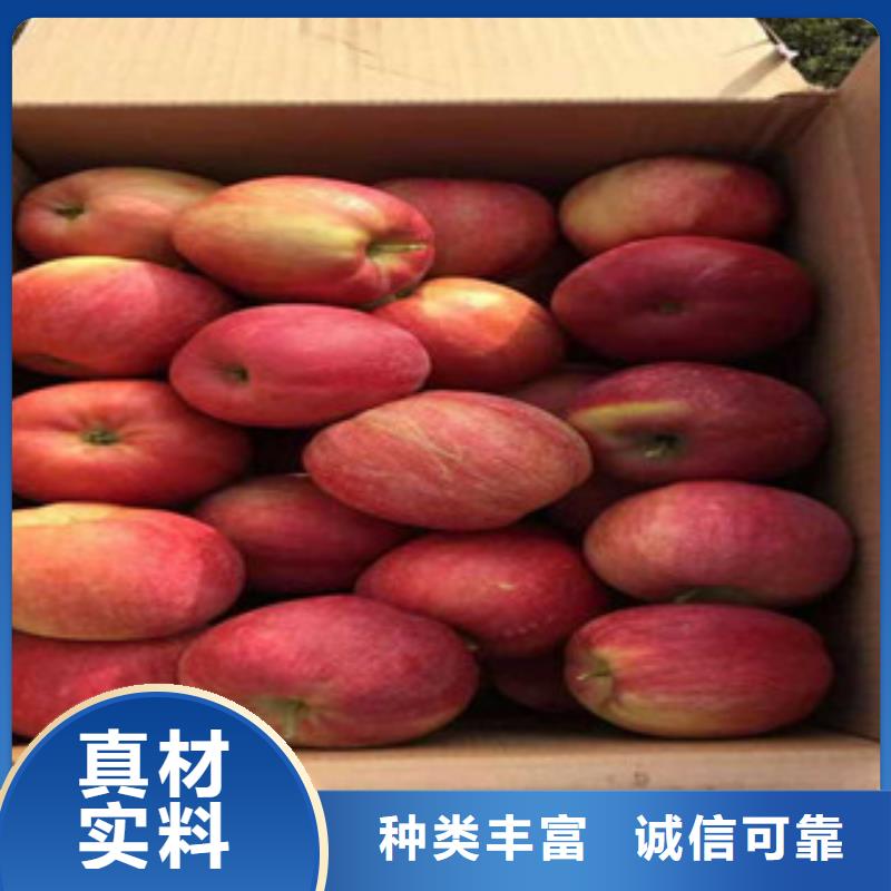 #苹果苗#厂家