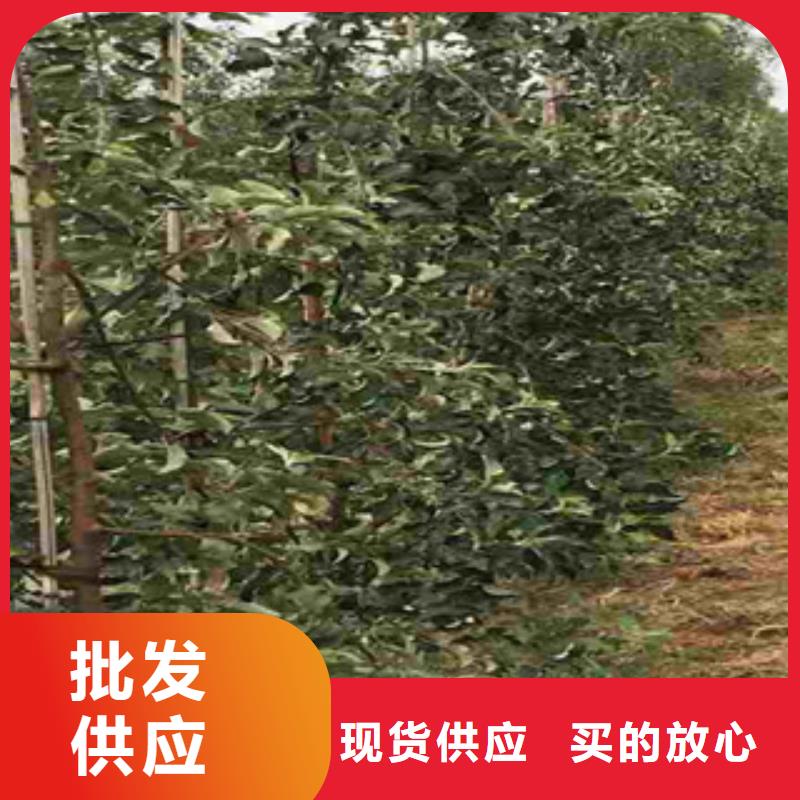 支持定制的苹果苗供货商专业信赖厂家