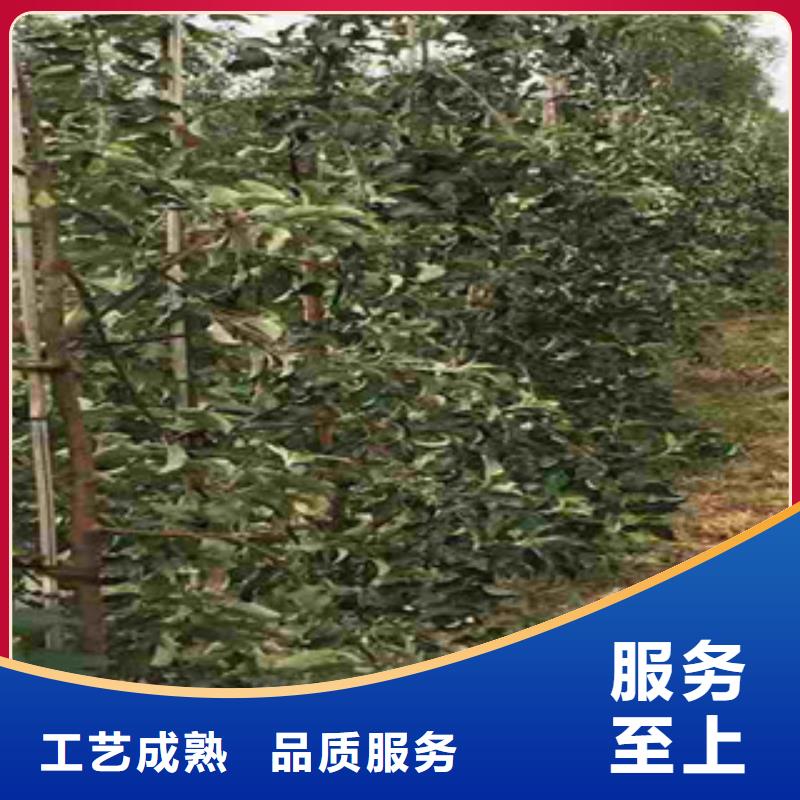 苹果苗可来电定制-质量可靠合作共赢