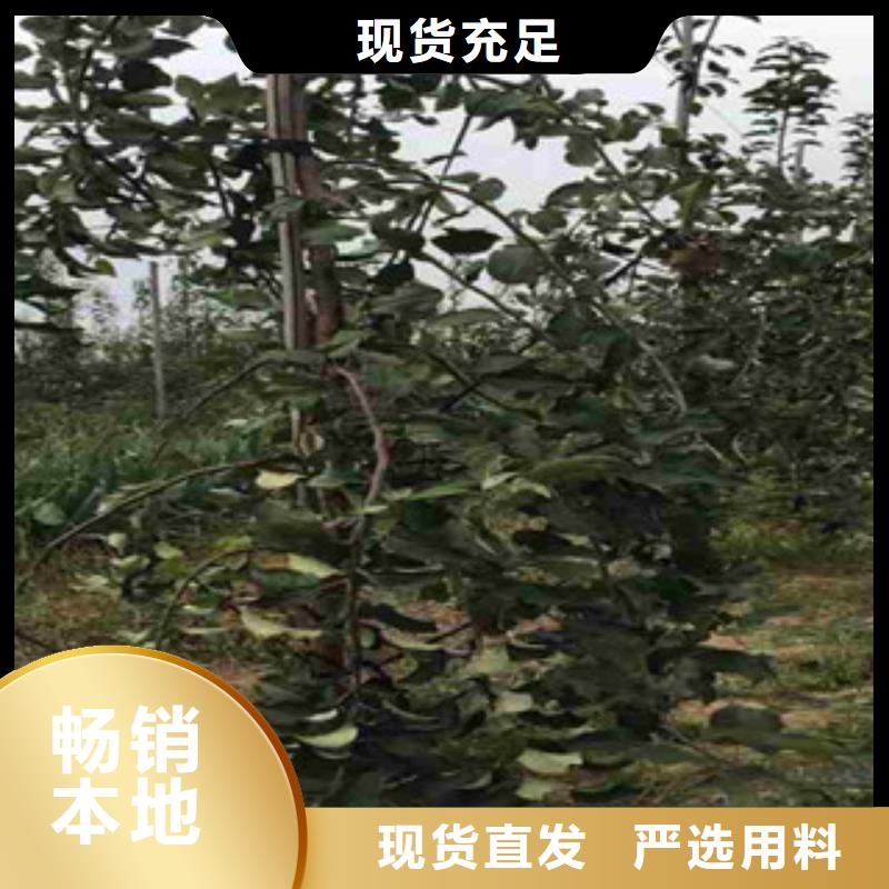 苹果苗定做-苹果苗厂
