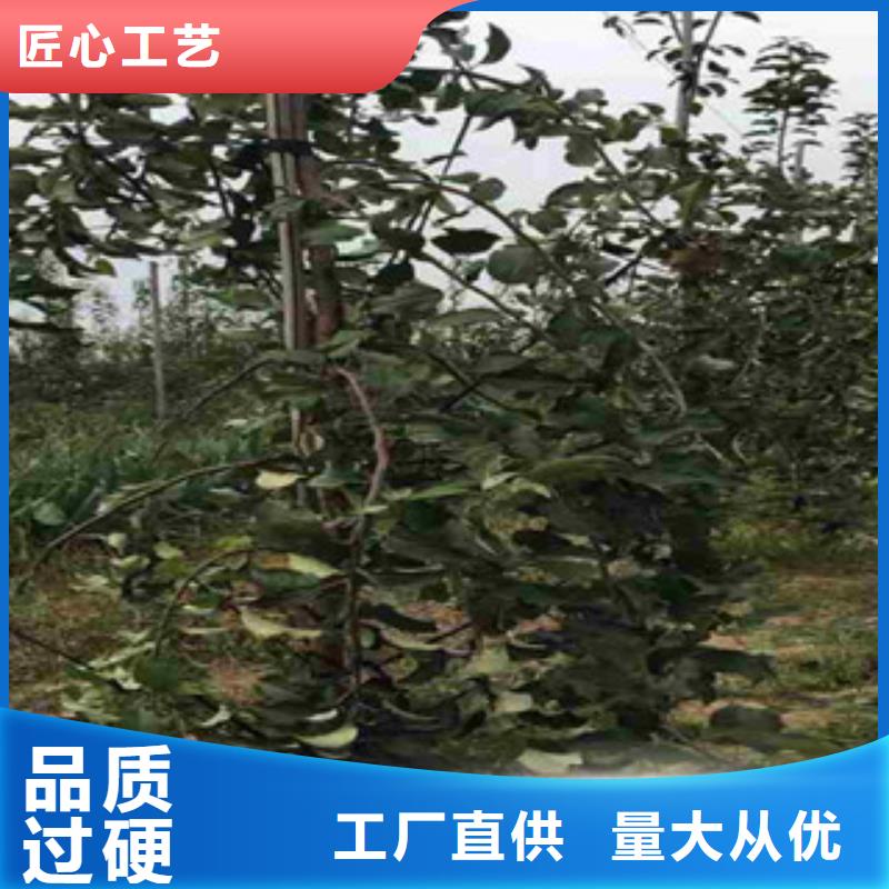 苹果苗特点本地生产商