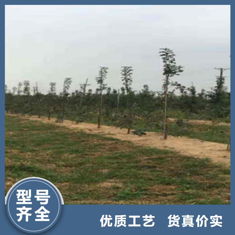 苹果苗企业-可接急单