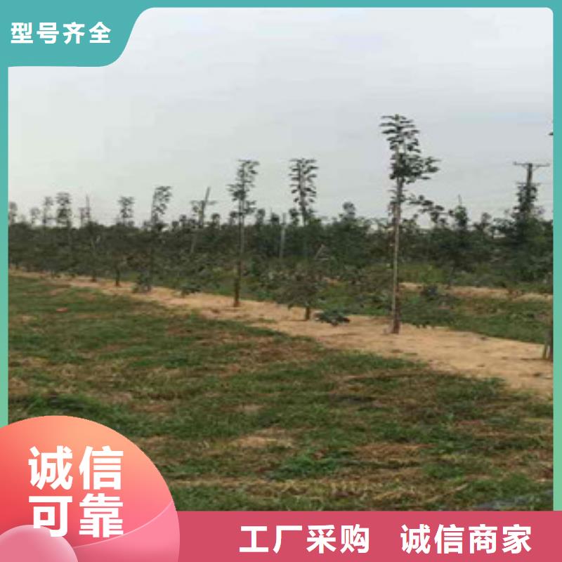 #苹果苗#实力厂家当地服务商