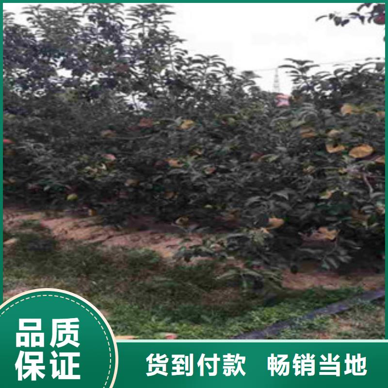 苹果苗_我们是厂家当地生产商