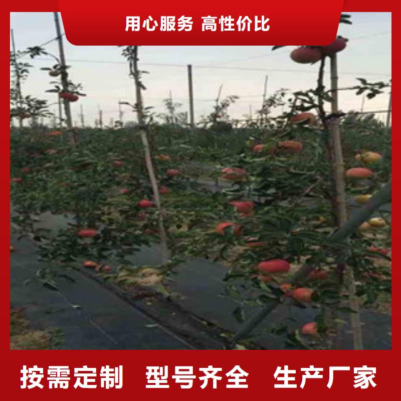 苹果苗款式齐全同城经销商