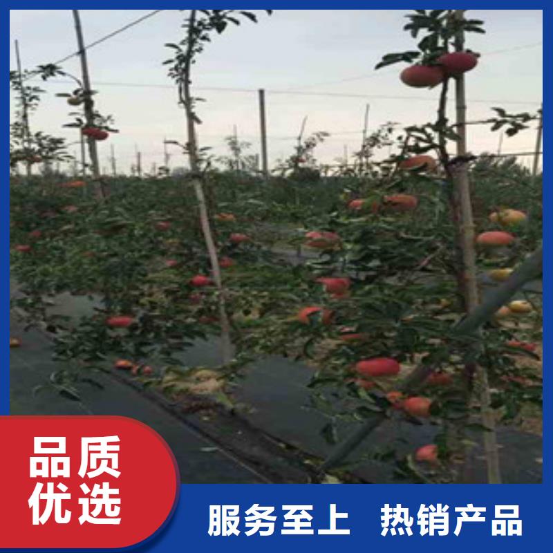 苹果苗排行