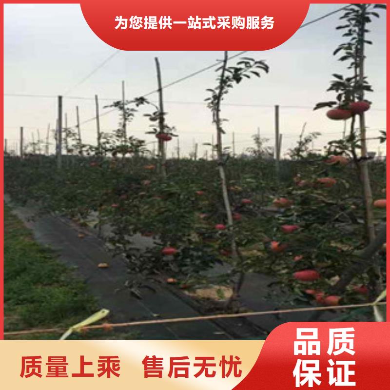 苹果苗实力厂家