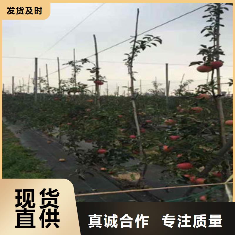 苹果苗厂商现货实拍
