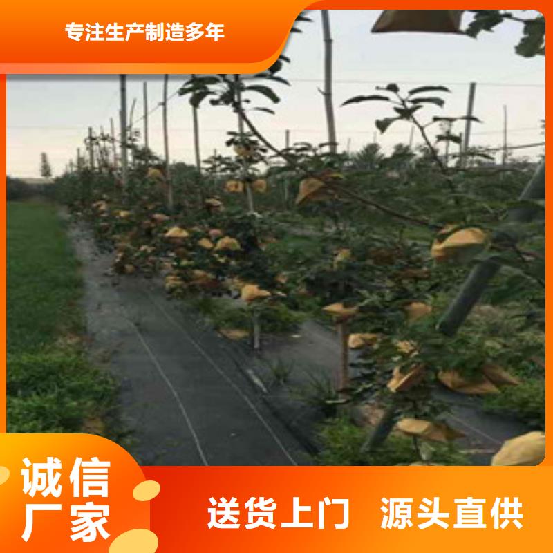 苹果苗足量供应高标准高品质