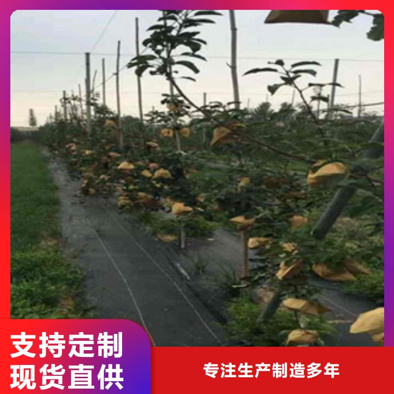 苹果苗公司-加工厂