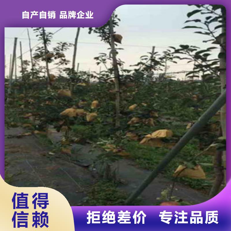 苹果苗现货长期供应