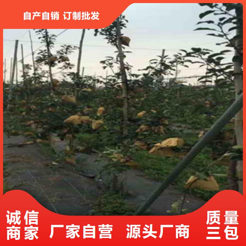 苹果苗厂家量身定制当地公司