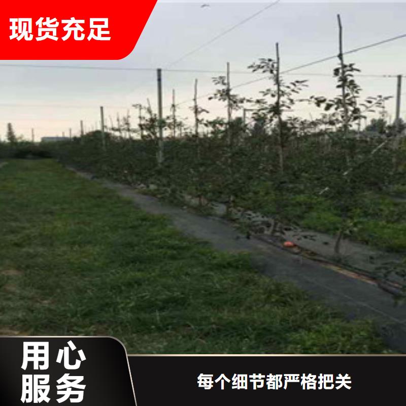 苹果苗企业-价格合理
