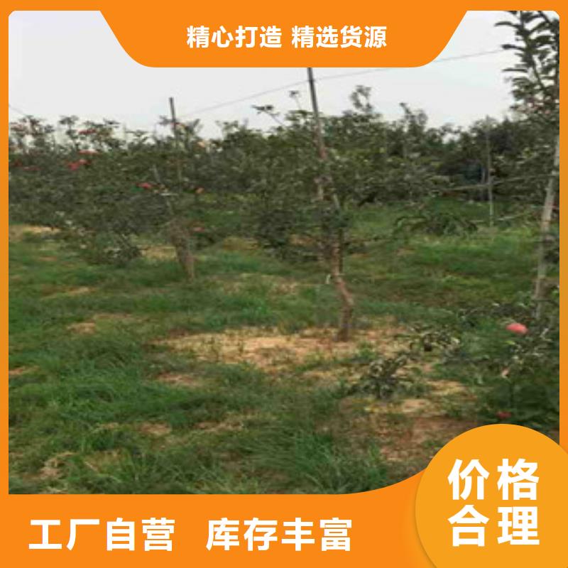 苹果苗采购