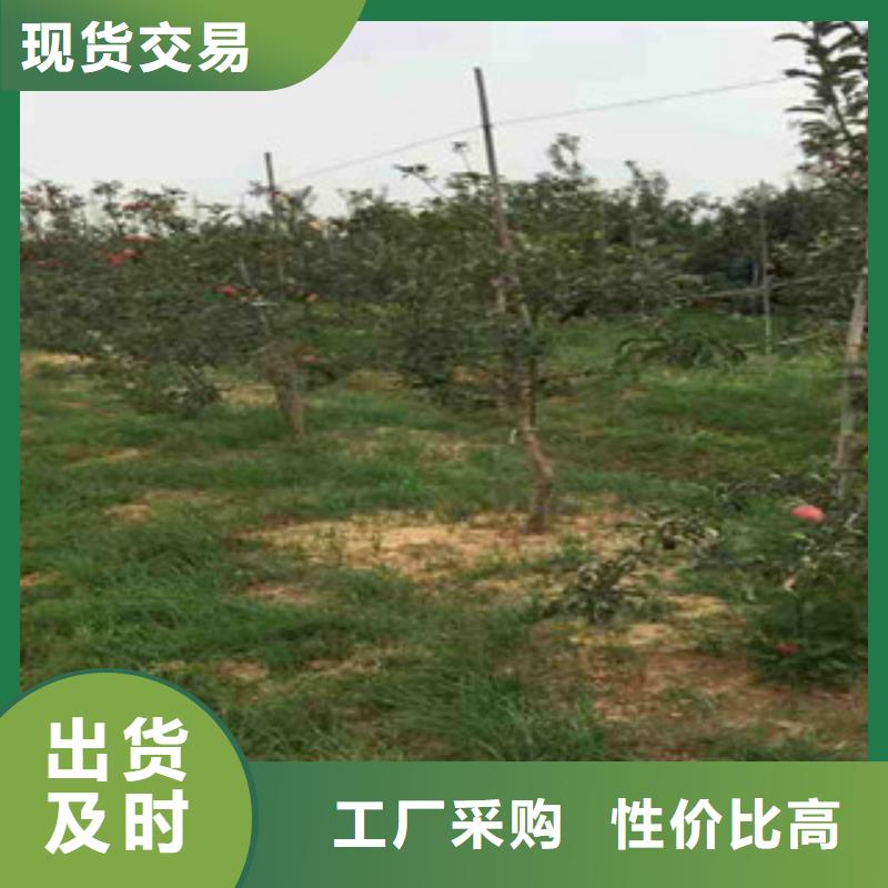 苹果苗实力厂家