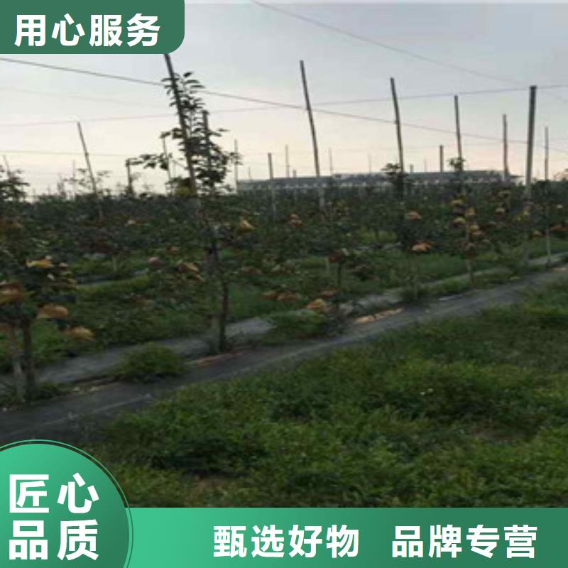 桃树苗