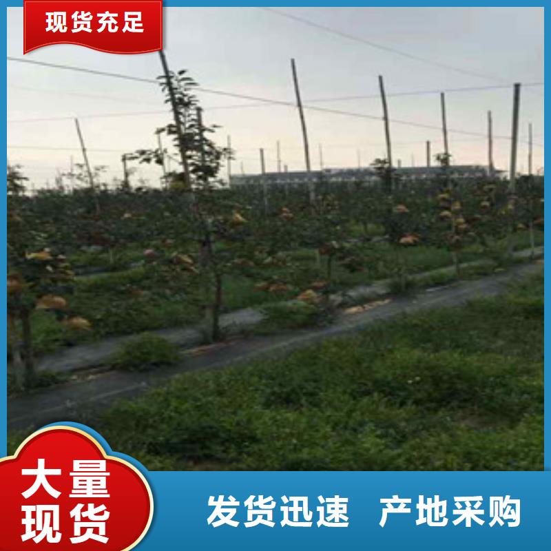 優(yōu)質蘋果苗廠家