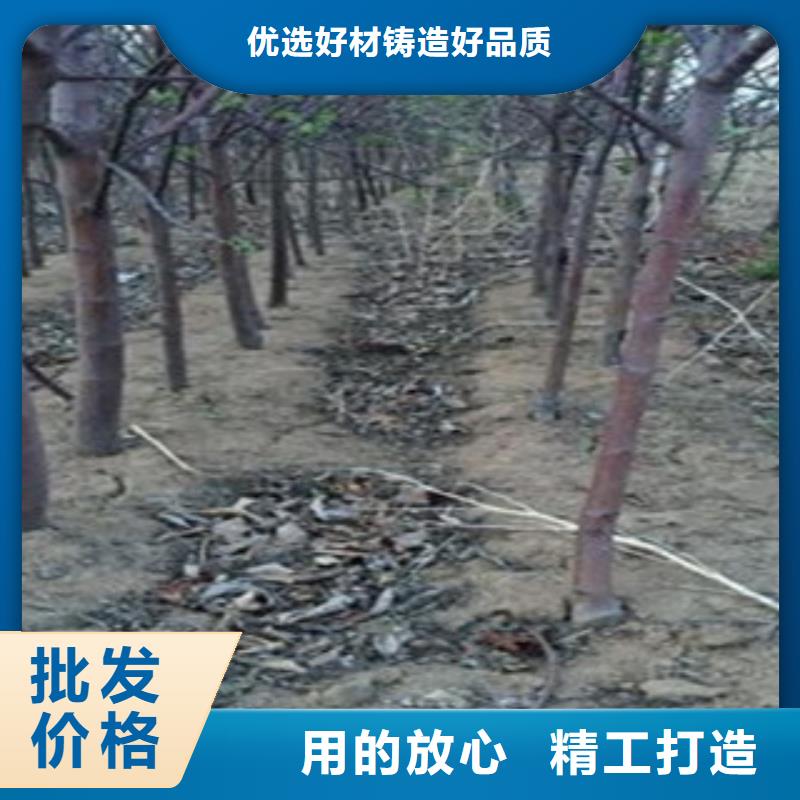 優(yōu)質蘋果苗廠家