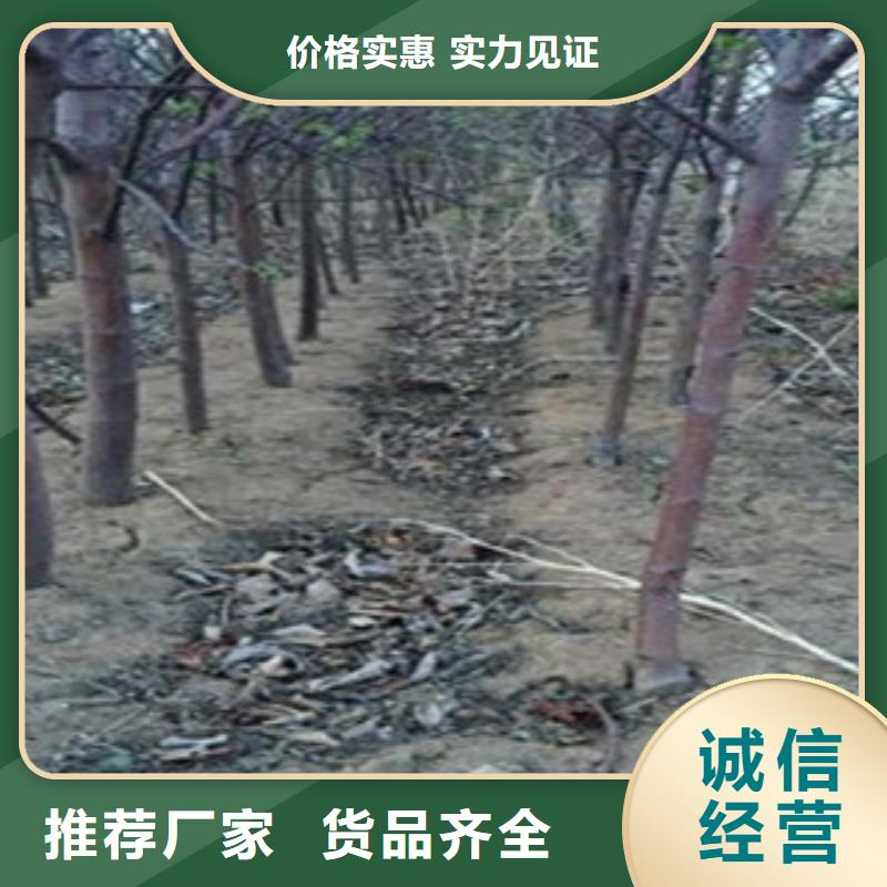 选择正规苹果苗厂家