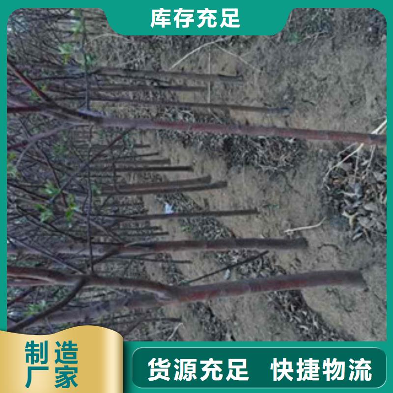 苹果苗实力厂家