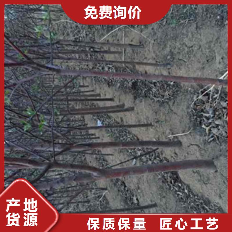 诚信的苹果苗生产厂家