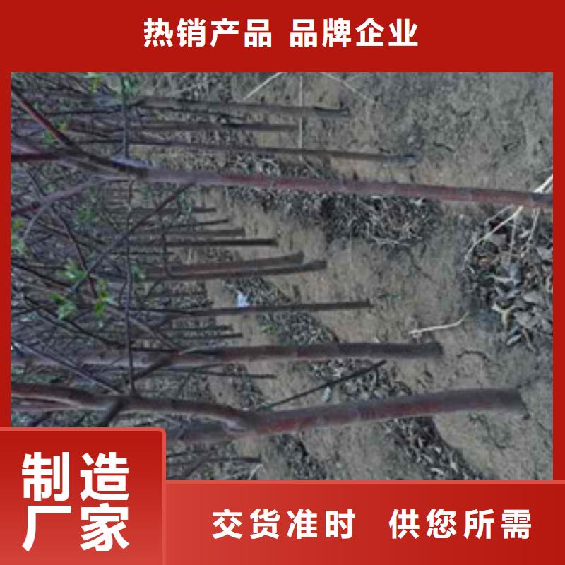 苹果苗厂家优惠促销