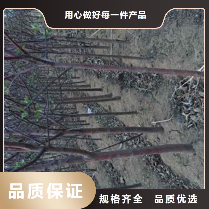 苹果苗实地厂家实体厂家
