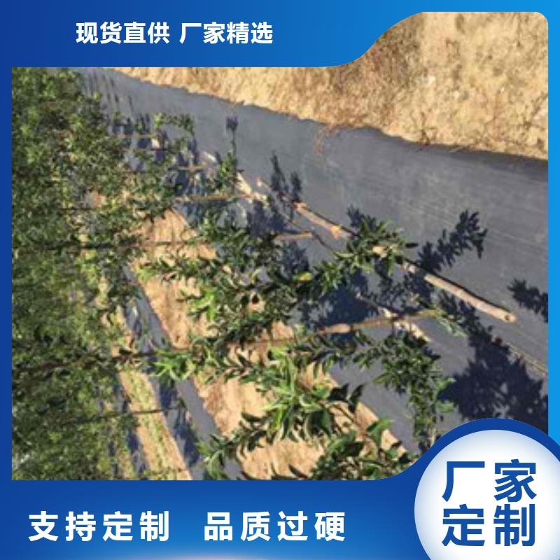 苹果苗供货稳定市场行情