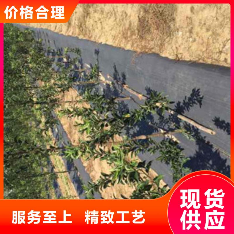 苹果苗制作厂家专业设计
