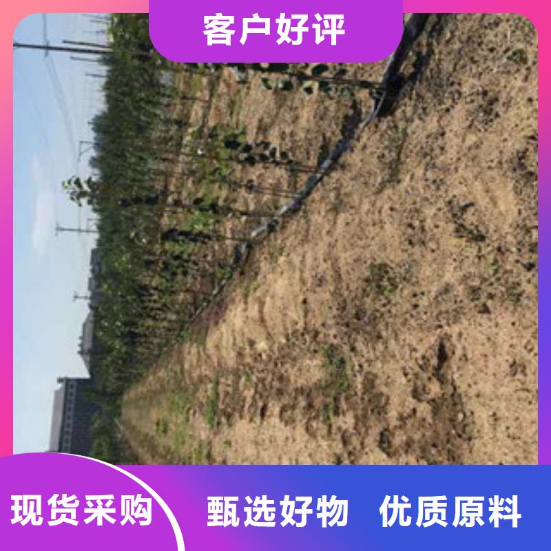苹果苗-苹果苗专业品质重信誉厂家