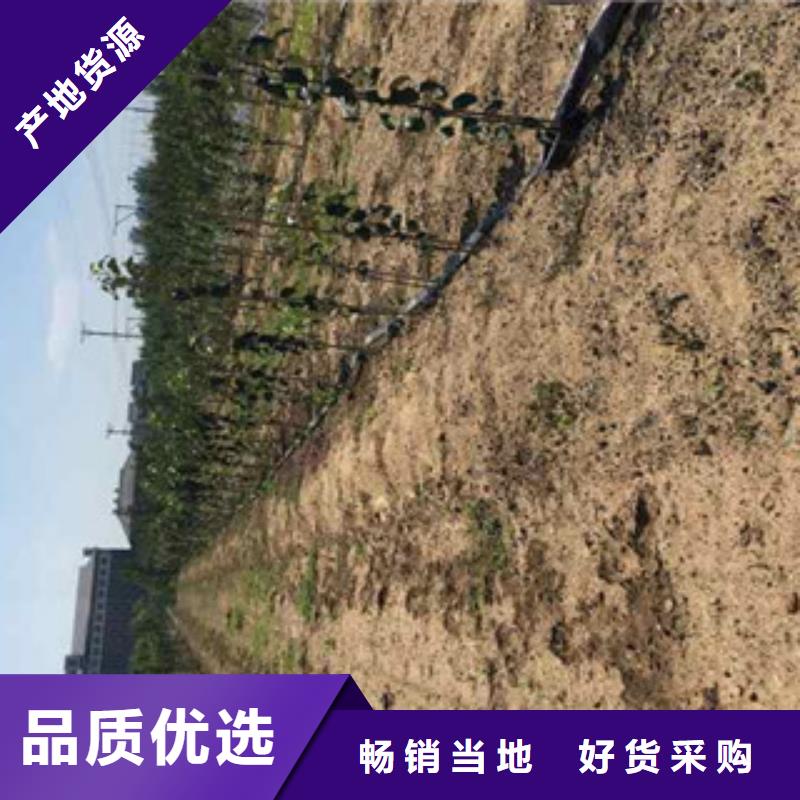 选择正规苹果苗厂家