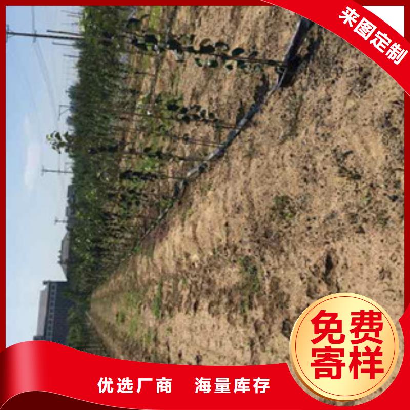 质量优的苹果苗生产厂家