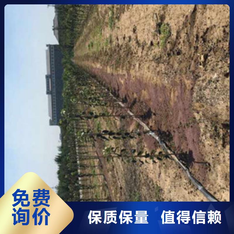 生产销售#苹果苗#的厂家放心购