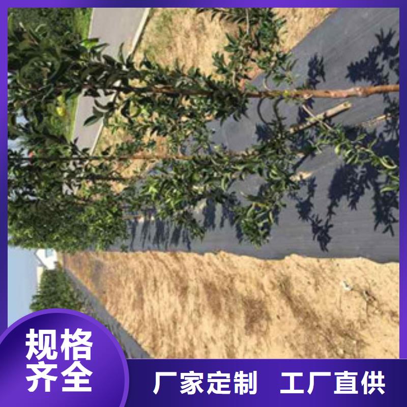 找苹果苗实体大厂
