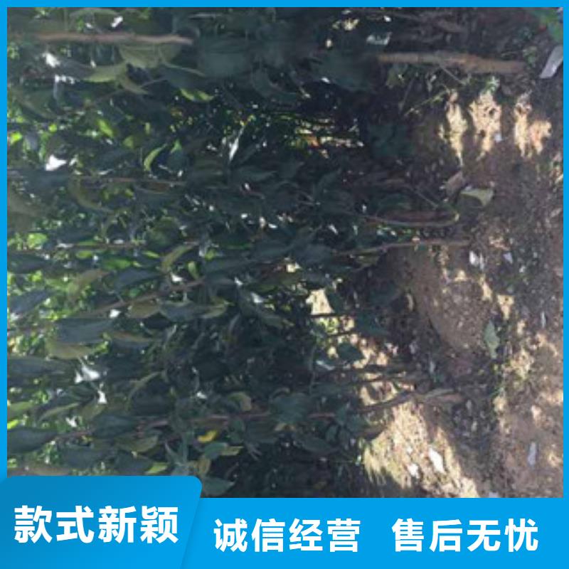 苹果苗实体厂家质量有保障质量好