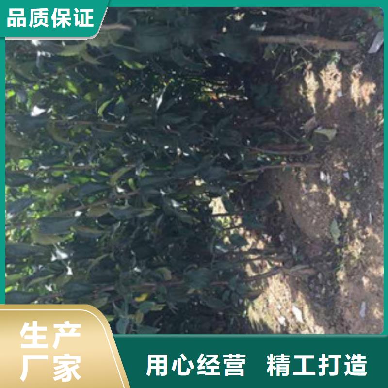苹果苗省心省钱甄选好厂家