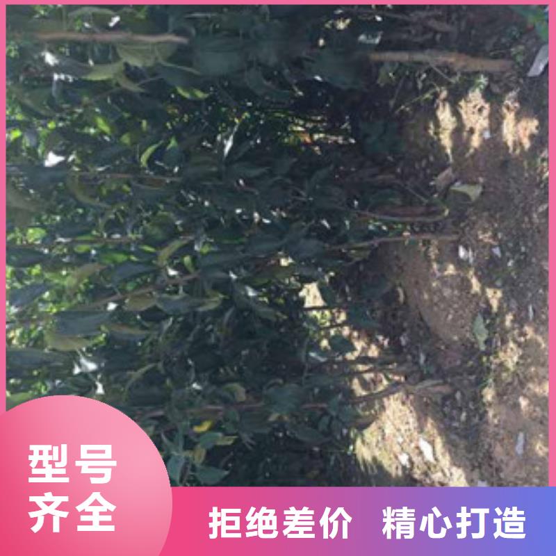 苹果苗-报价实在