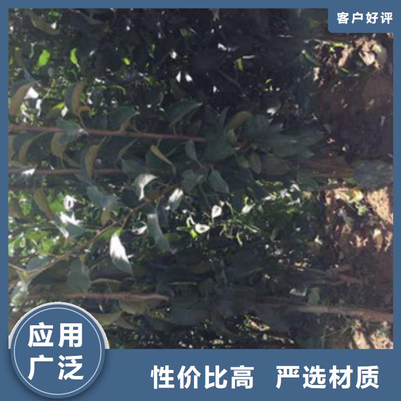 诚信的苹果苗生产厂家